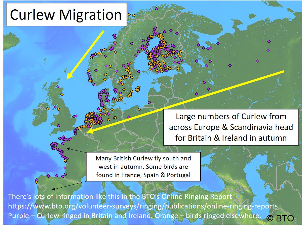 There has been an April clear-out of #Curlew from 🇬🇧🇮🇪 as later-breeding birds from 🇫🇮🇸🇪🇳🇴🇷🇺 etc have departed. Two relevant blogs: MIGRATION of #waders: wadertales.wordpress.com/2017/07/20/whi… Important 'TEENAGE' #shorebirds that stay for summer: wadertales.wordpress.com/2020/08/28/tee… #ornithology