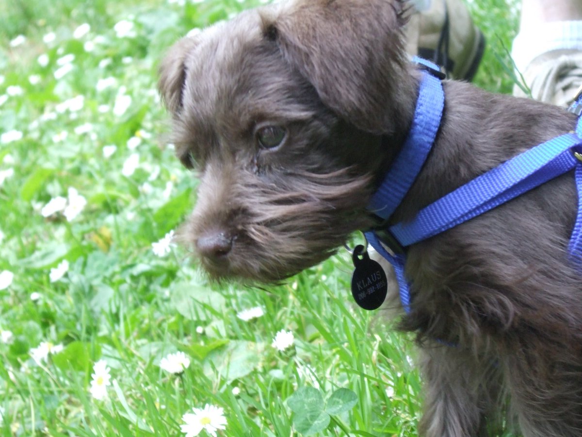 Hey pals, today is my 15th birthday so here’s a now and then flashback pic to celebrate! Hard to believe I was so tiny! #schnauzergang