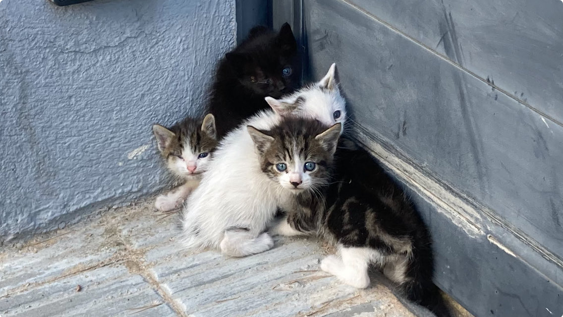 mariuciber's tweet photo. La familia va creciendo. #gatitos https://t.co/0QugOwVDQb