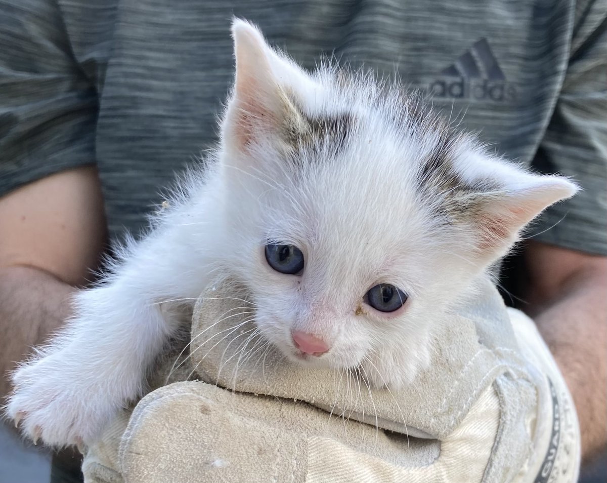 mariuciber's tweet photo. La familia va creciendo. #gatitos https://t.co/0QugOwVDQb