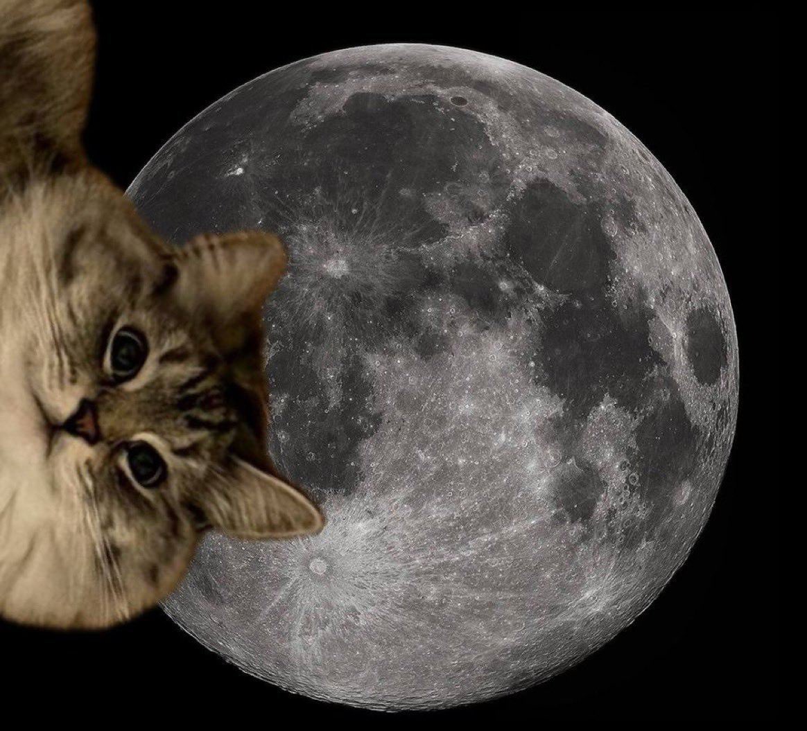 duppydrk's tweet photo. @notthreadguy #TOLYCAT NEVER SLEEPS @TolysCatCTO https://t.co/RlISeTFOCa
