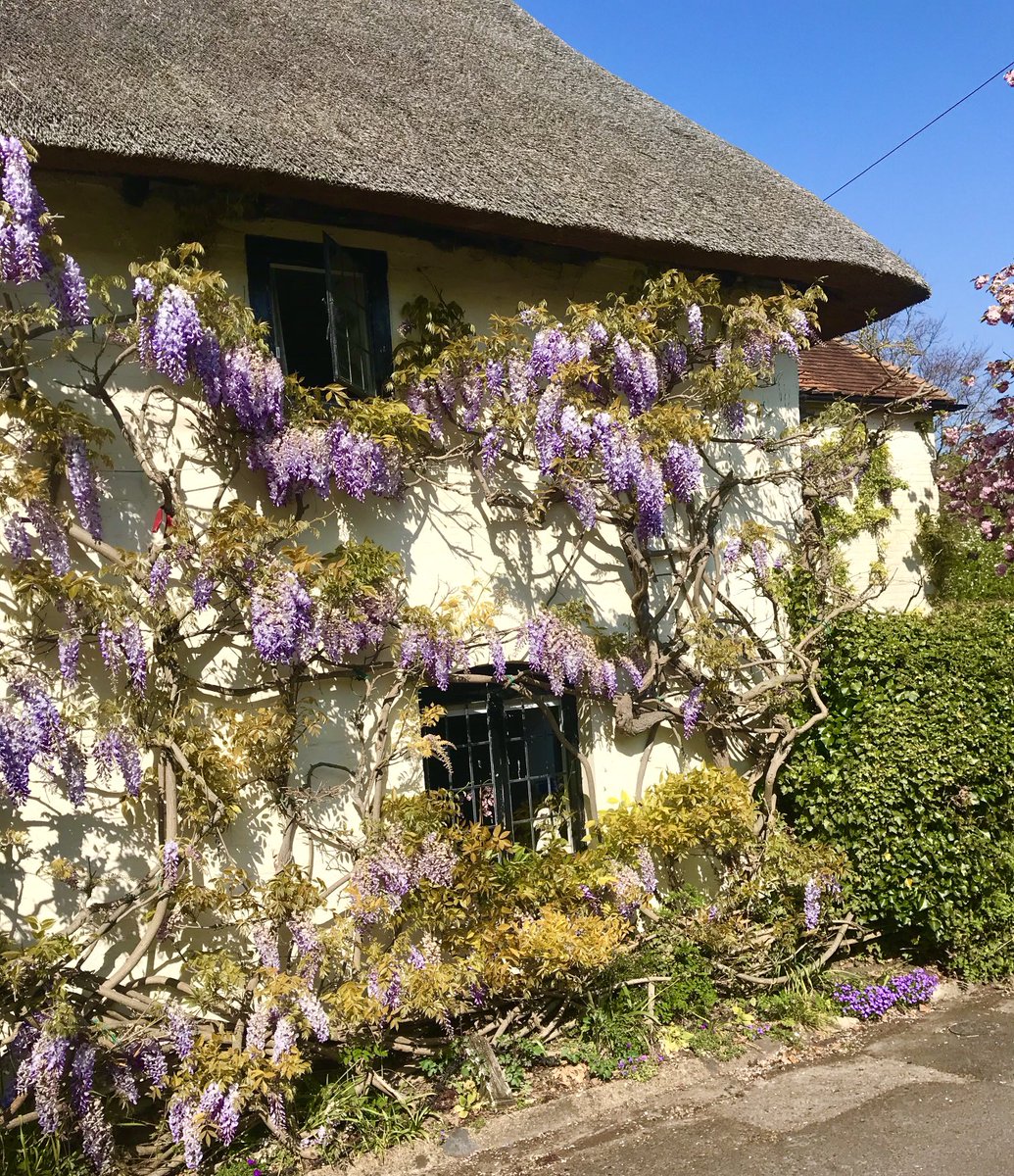 It’s wisteria time again! Happy Thursday everyone 😊