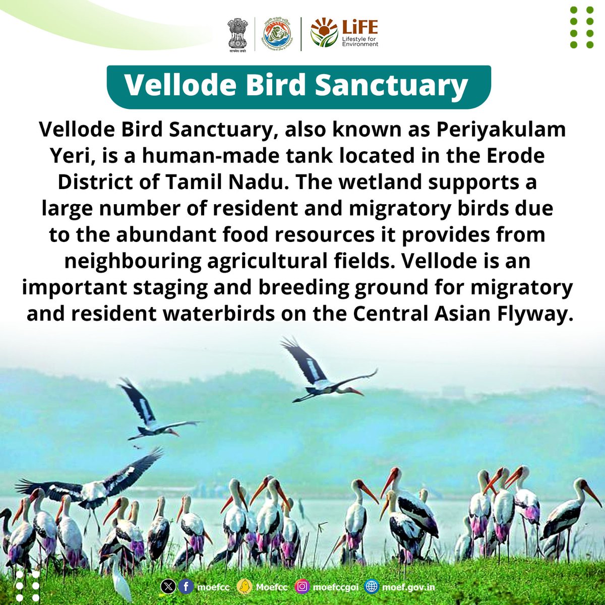 Discovering India's Ramsar Sites Day 75: Vellore Bird Sanctuary From wetlands to wildlife, each site is a unique haven for nature. Let's celebrate and safeguard these vital ecosystems together! #RamsarSites #MissionLiFE #ProPlanetPeople