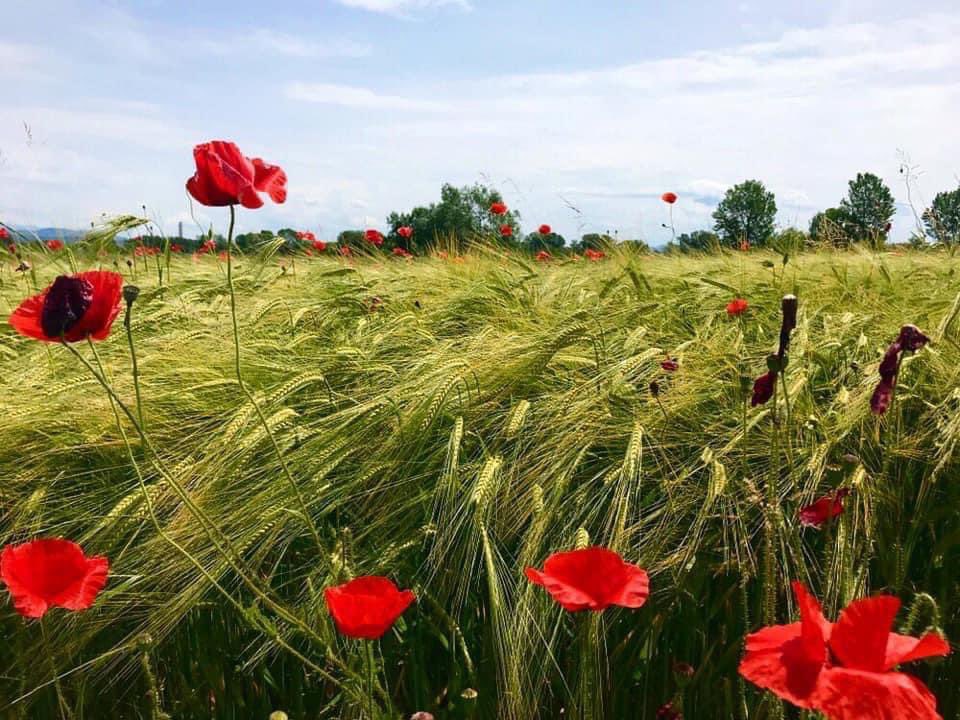 AuroraFantin's tweet photo. Oggi è festa, la festa più bella, la festa della Liberazione.

W il 25 aprile! https://t.co/1juZ8lZROP