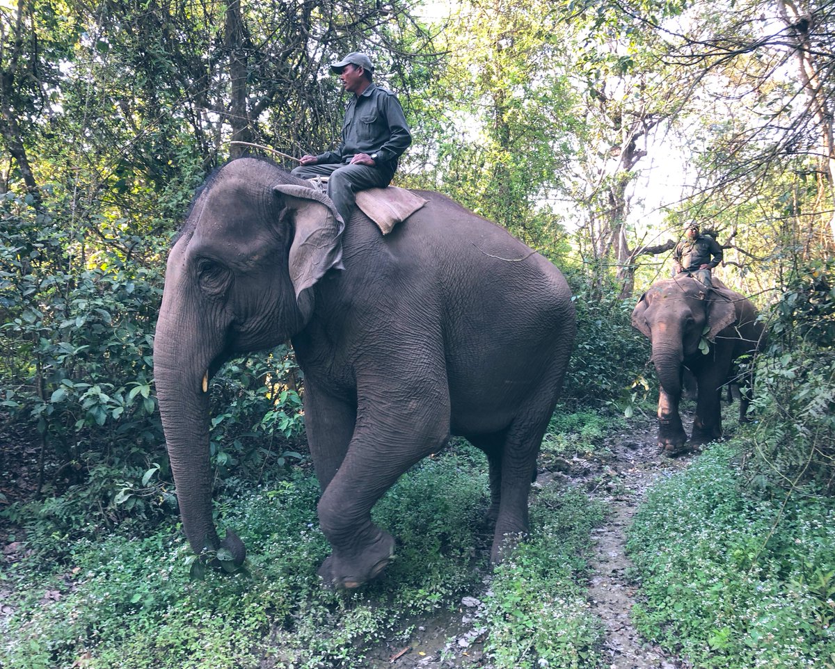 🚨 First #PhD Paper incoming 🚨 @hku_science @HKUniversity
 
#Temperature changes of captive Asian #elephants participating in #ecotourism activities @TigerTopsNepal 
🌡️🐘🌱🇳🇵