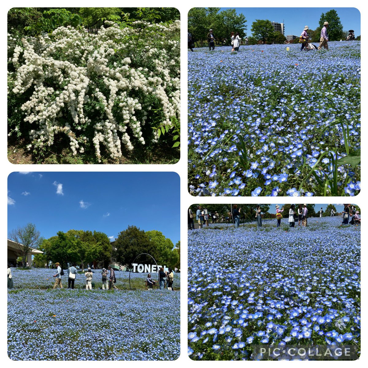gayxi's tweet photo. 舎人公園のネモフィラ https://t.co/WnxS7KJKTo