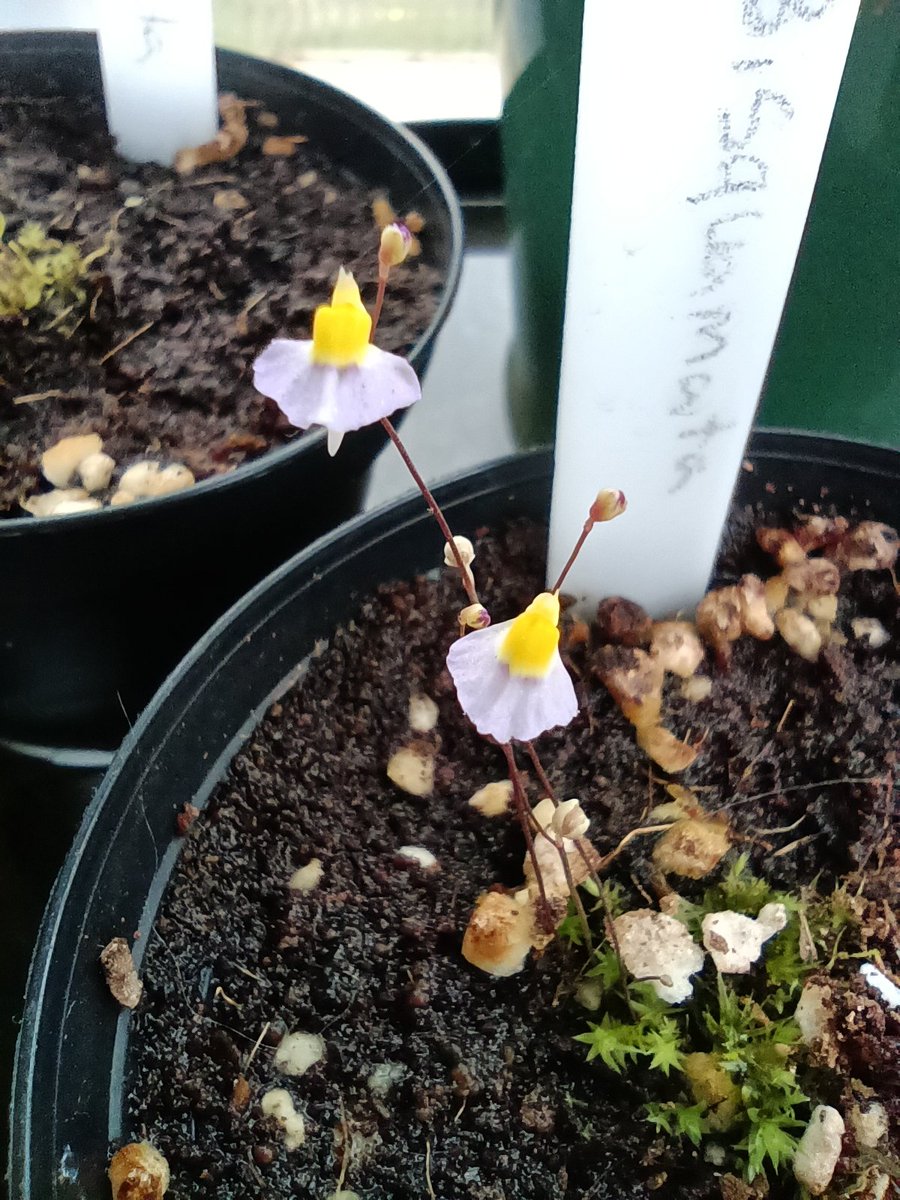 pinebolete's tweet photo. Utricularia Bisquamata, a southern African bladderwort I have in my collection.

Utricularia have tiny traps under ground that suck up microorganisms that move past it. Their traps are the fastest natural mechanism on the planet, with a speed of around half a millisecond 1/2 https://t.co/aysJwiWWSp