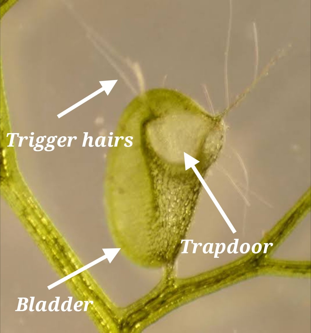 pinebolete's tweet photo. The traps remove all the water inside, by flushing it out the trap's walls, creating a vacuum inside. When bugs move past the front of the trap, they strike trigger hairs, which tell the plant to open a trapdoor, which, due to the pressure inside the trap, sucks up the bug 2/2 https://t.co/Rd9UDJ9zO3