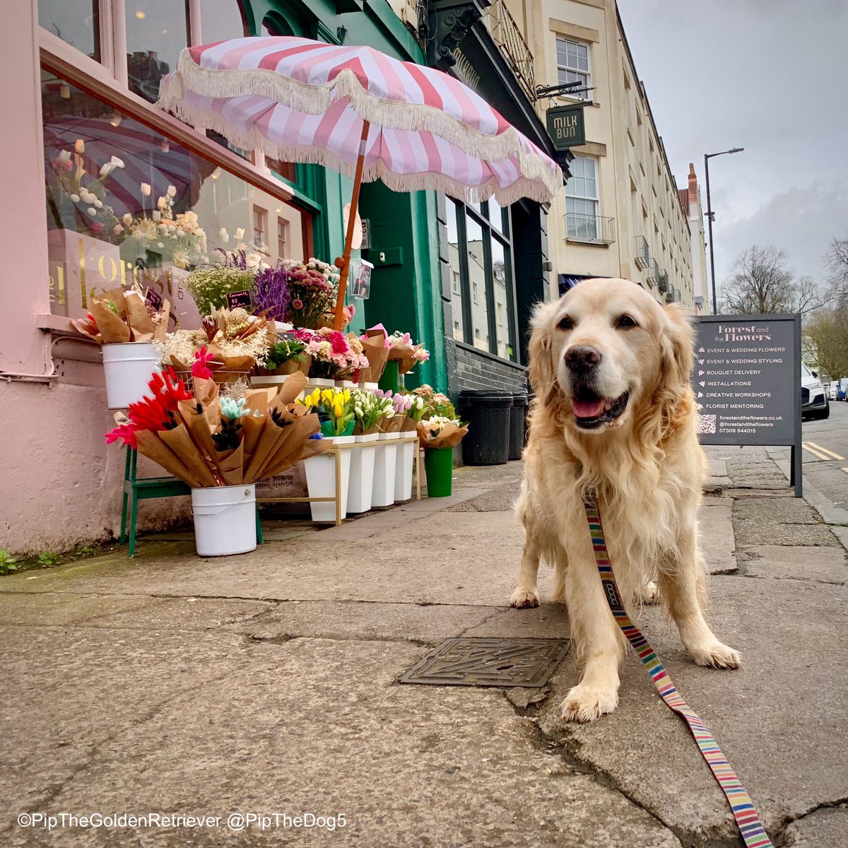 🌹🐶🌹 Who will buy my sweet red roses? 🎶 We’ve found this beautiful florist called ‘Forest and the Flowers’ in @CliftonVillage. 💐 #DogsOfX #GoldenRetrievers 🐕😀🐾