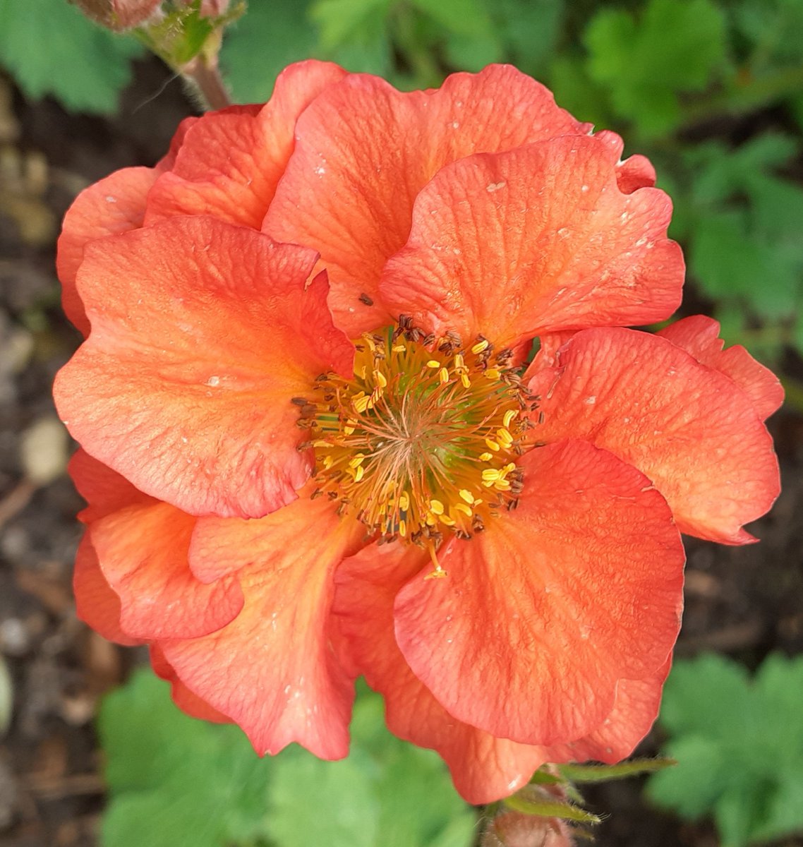 Good morning Twitter World. The Geums are just so lovely and bright and flower for months. This is Totally Tangerine. What's your favourite flower at the moment? #goodmorning #gardening #flowers