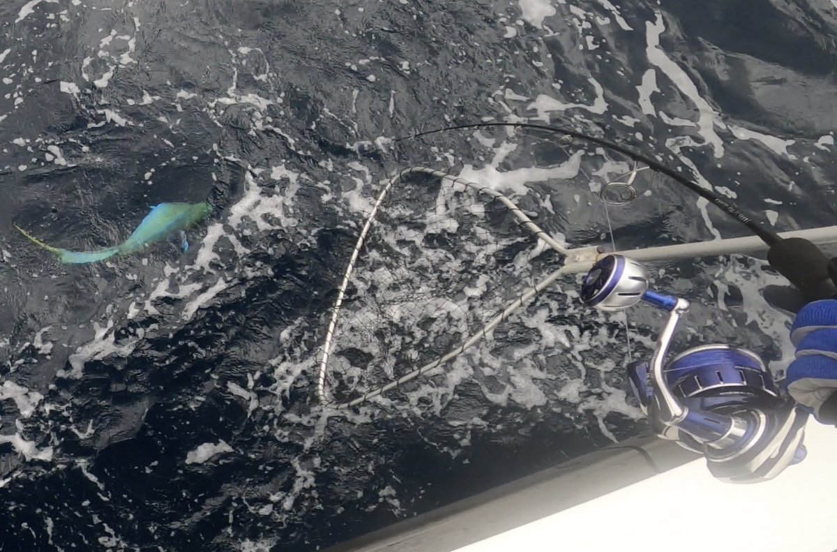 tfh1124's tweet photo. 外房オフショアゲーム楽しかった！
今後もカヤック出せないときは船乗ろうかな🎣
それにしてももうシイラ釣れるって水温上がるの早すぎ。笑
#ヒラマサ #外房 #23ソルティガ #ゼナック #フォキートイカリ #天龍　#スパイク
#ステラSW #マリア　#レガート190 https://t.co/EcbA1wicFI