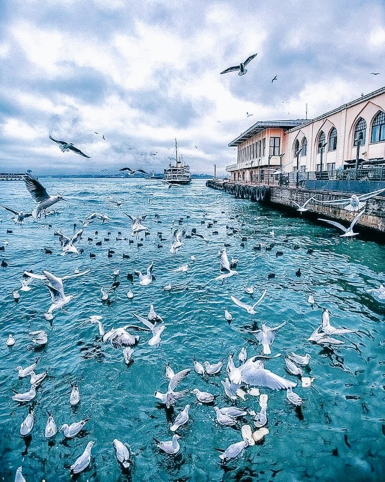 Martılar çığlık çığlığa diyor ki; dön sarıl ona.. #Günaydın 🙋‍♂️💙🌹🥰