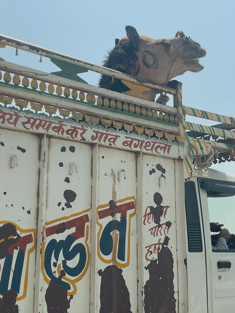 Just two #camels cruising down the highway … you never know what you see in this crazy beautiful diverse country of ours 😂❤️ #yehmeraindia