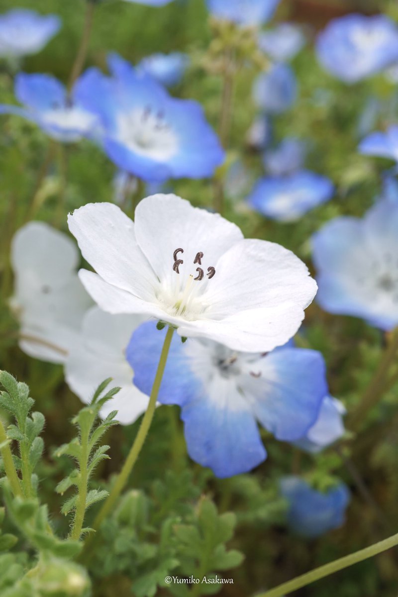 白いネモフィラさん♪
青いネモフィラと一緒に可愛く咲いています(๑˃̵ᴗ˂̵๑)

#ネモフィラ #nemophila #白い花 #春 #春の花 #flowers #whiteflowers #flowerphotography #nature #naturephotography