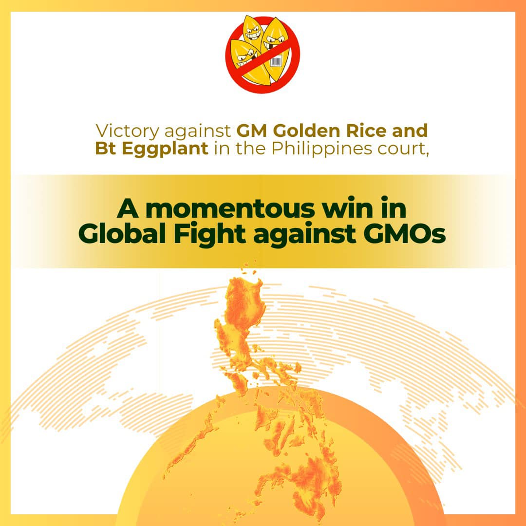 Victory against #GoldenRice and Bt Eggplant in the #Philippines court, a momentous win in the global fight against #GMOs. The rejection against Golden Rice has become a symbol of resistance against GMOs and corporate control in agriculture grain.org/e/7135 @MASIPAGFarmers