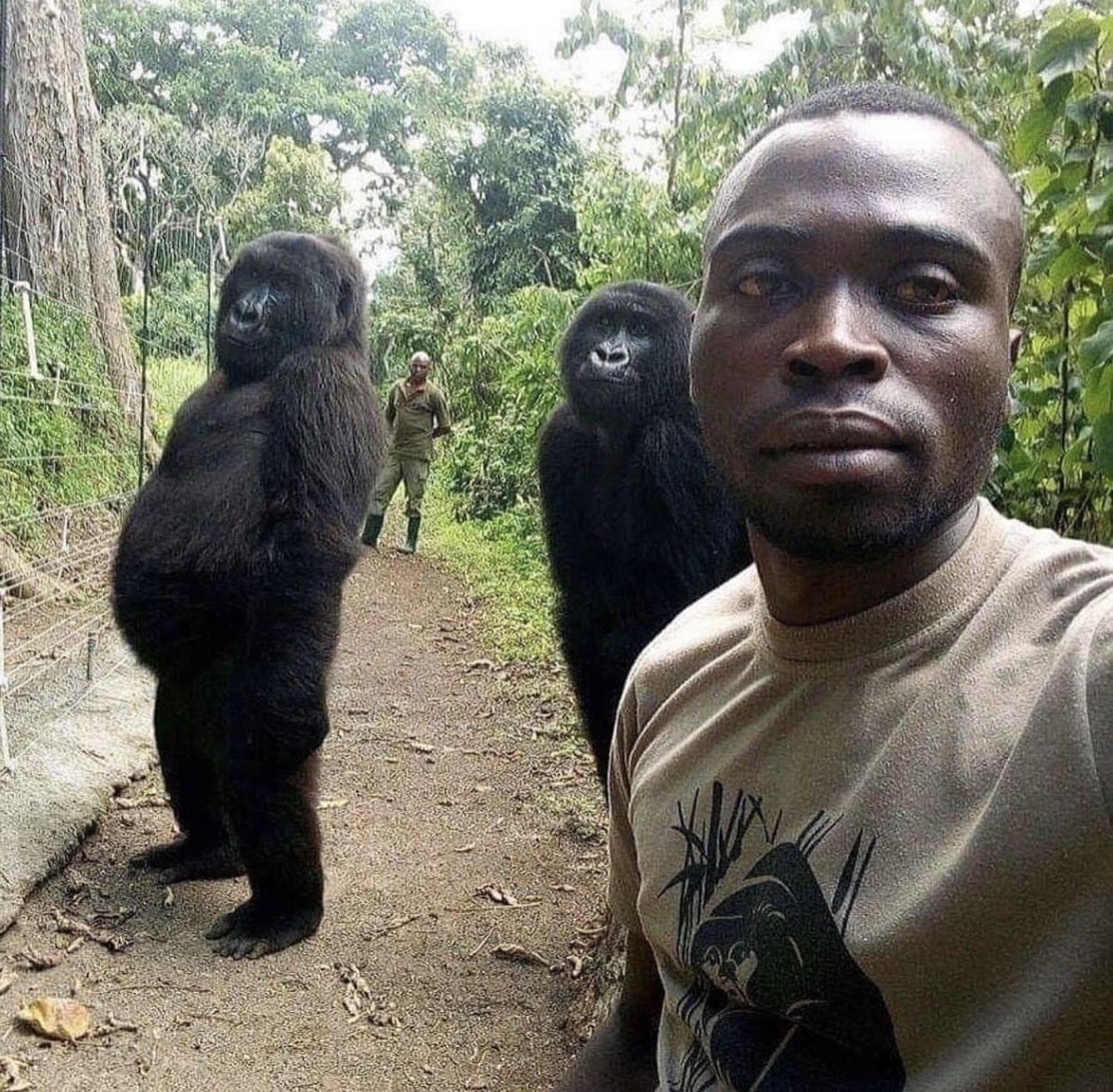 Gorillas posing with anti-poaching rangers in Virunga National Park, Congo, 2019. Workman's tumblr.