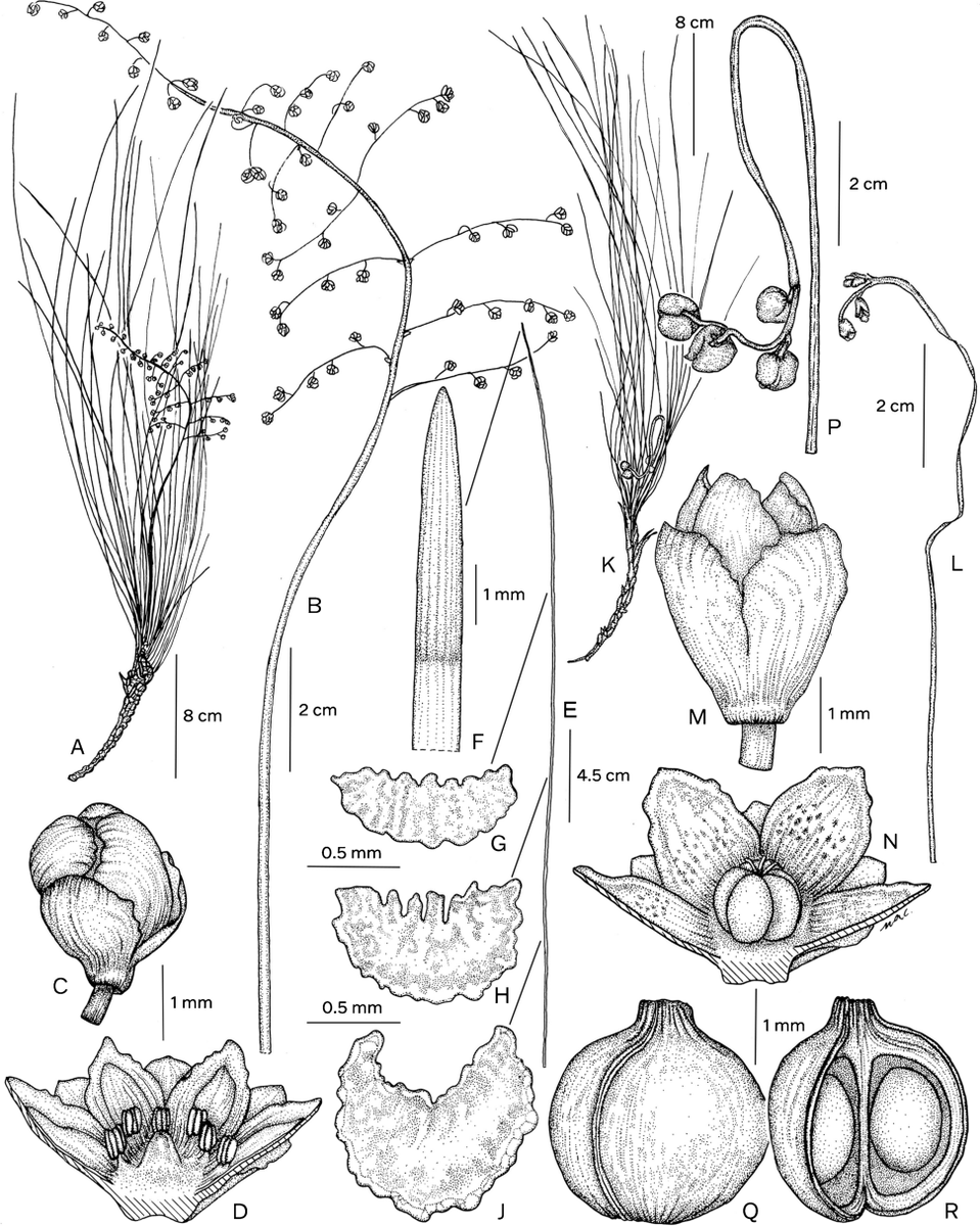 Fresh off the press! Lomandra reflexa is a new species in the #asparagus family endemic to central #Queensland in #Australia. Check out how the inflorescence is bent or reflexed (hence the scientific name) @KewBulletin doi.org/10.1007/s12225…