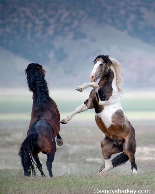 GnomeGnutzz's tweet image. Please #SaveWildHorses they deserve protection