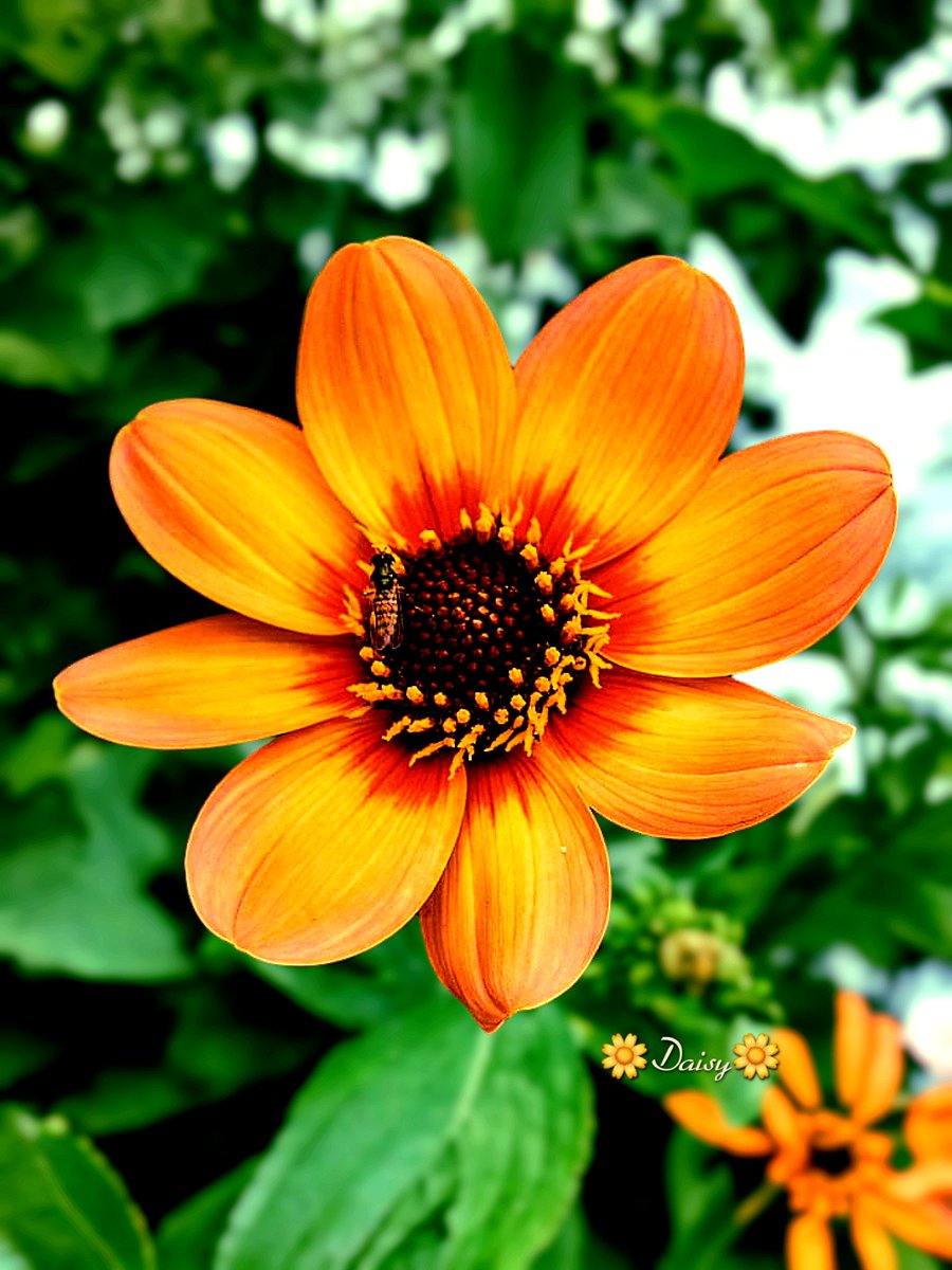 🌼 Good Afternoon! 🌞

Happy Thursday! 🧡