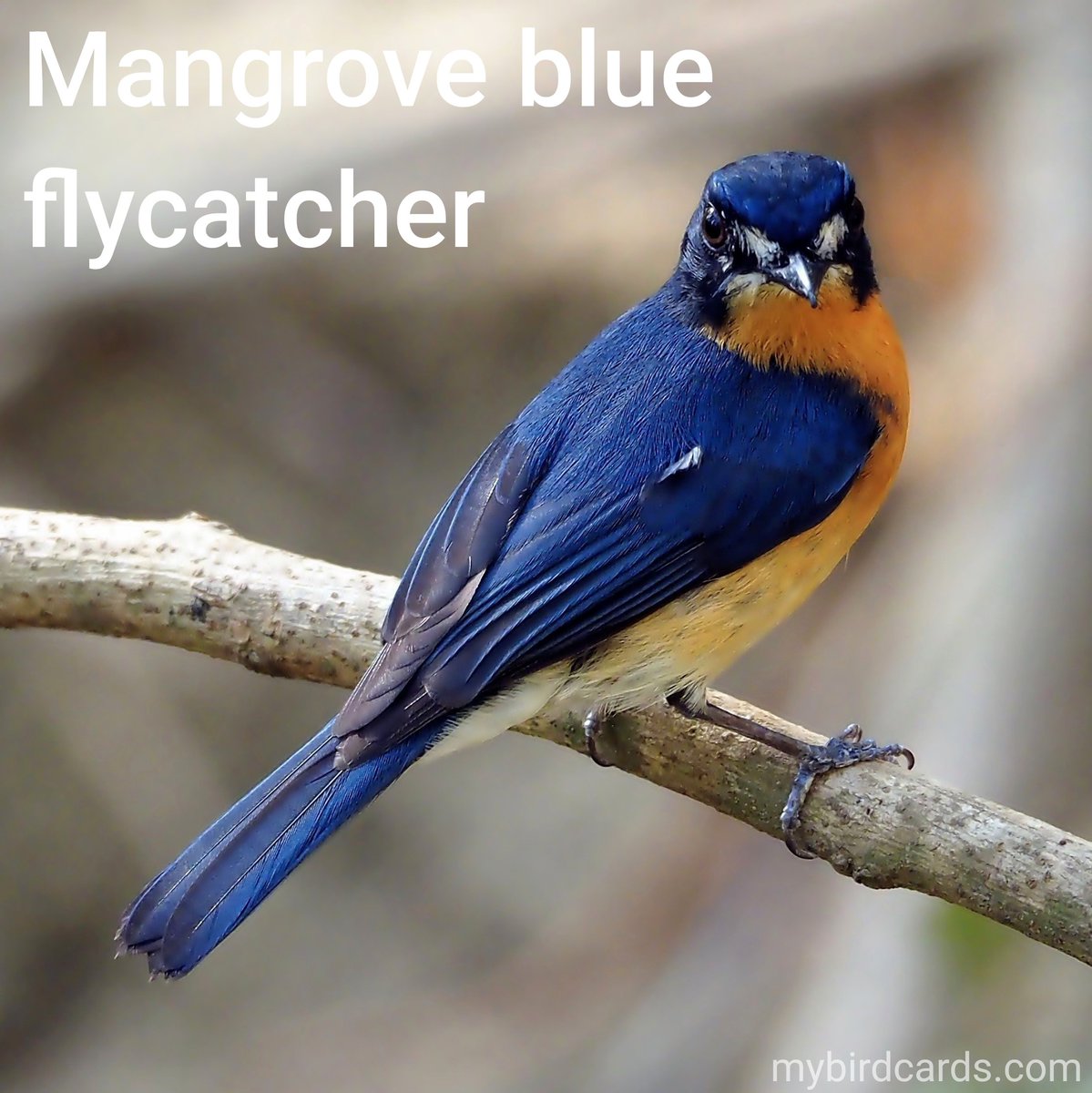 New addition! 🌏 Mangrove blue flycatcher (Cyornis rufigastra) #Asianbirds #Bruneianbirds #Indonesianbirds #Malyasianbirds #Philippinebirds #SriLankanbirds #Singaporeanbirds #Thaibirds | #OldWorldflycatchers #Muscicapidae | #mybirdcards #birdcards #birds🦜 #BirdsOfTwitter #birds