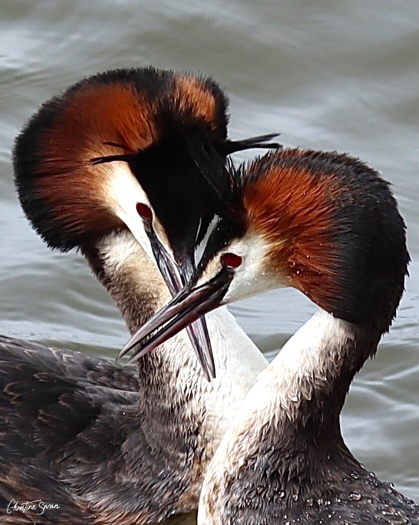 Love on the Lake

Grebes run on the lake
love has its playful moments 
pleasure with winged feet 

David De La Croes

#miltonkeynes  #visitmk #lovemiltonkeynes #miltonkeynesphotography #scenesfrommk #theparkstrust #miltonkeynesphotos #birdsphotography #furztonlake