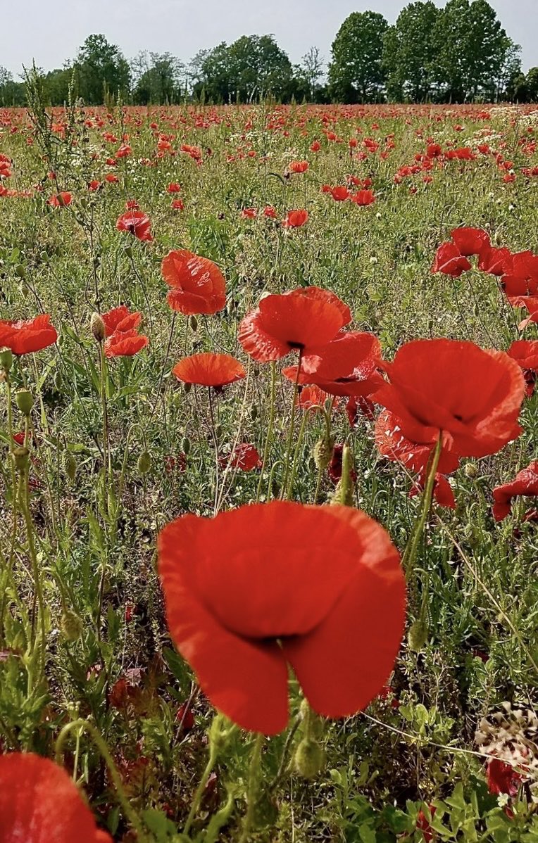 rossellaronconi's tweet image. Buona Festa della Liberazione a tutti! 

#Bungiorno
#25Aprile2024 
#partigiani