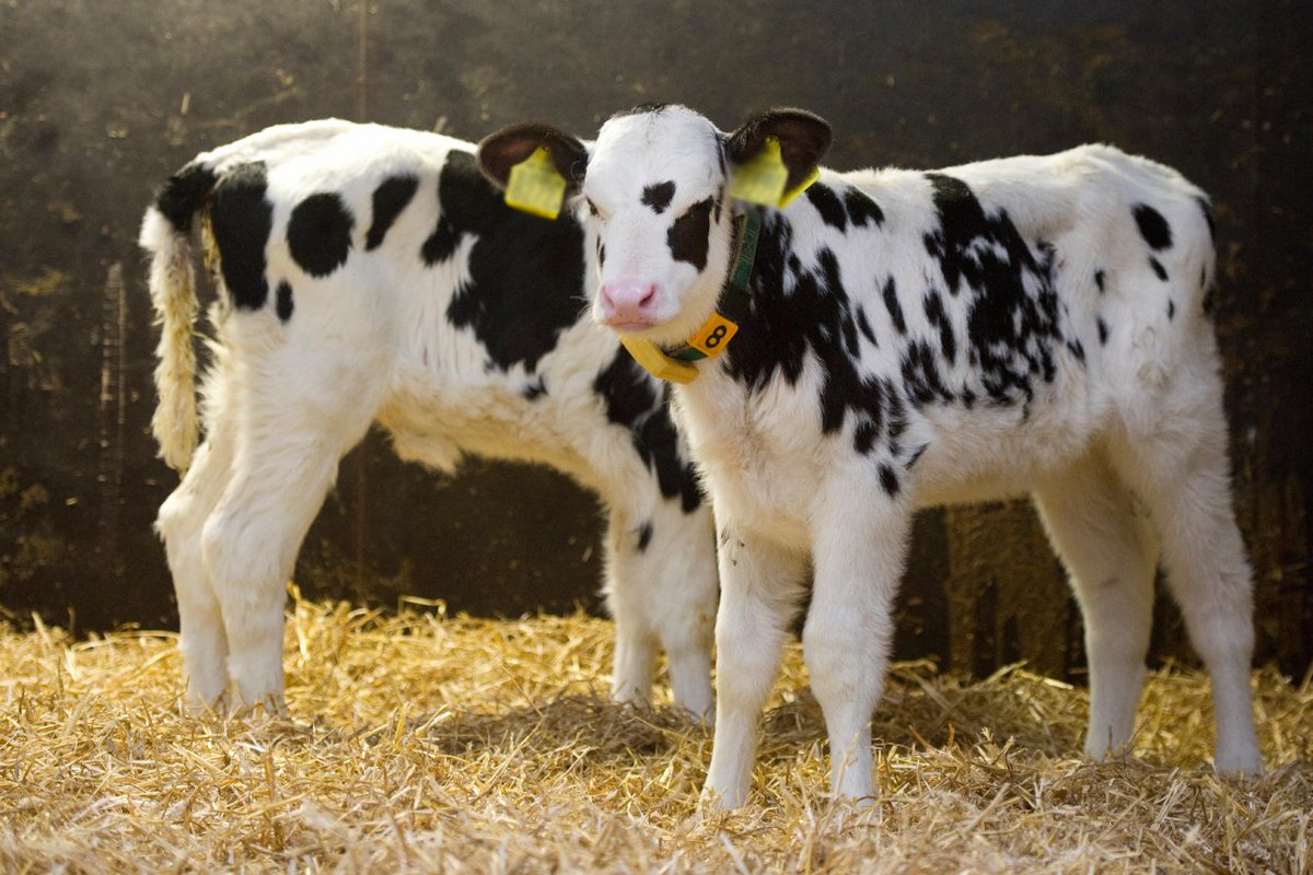 Help maximise the health, welfare and productivity of your youngstock.
Browse the ‘top tip’ videos in our youngstock toolkit to see how you could make a positive difference to your future herd. 

bit.ly/2Hjpfwv