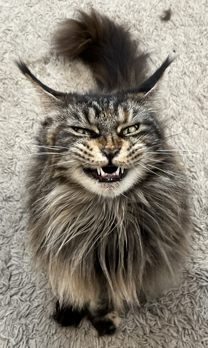 Miranda C tweet media