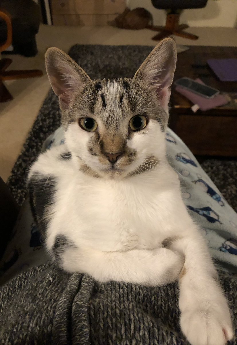 Miranda C tweet media