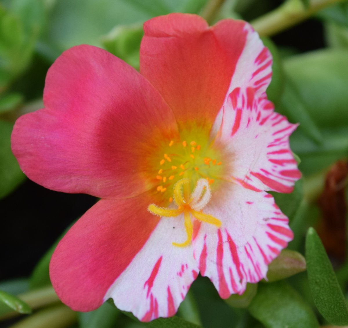ultamadness's tweet photo. a flower in my pot has developed a split personality :) https://t.co/fxXcsRZM9A