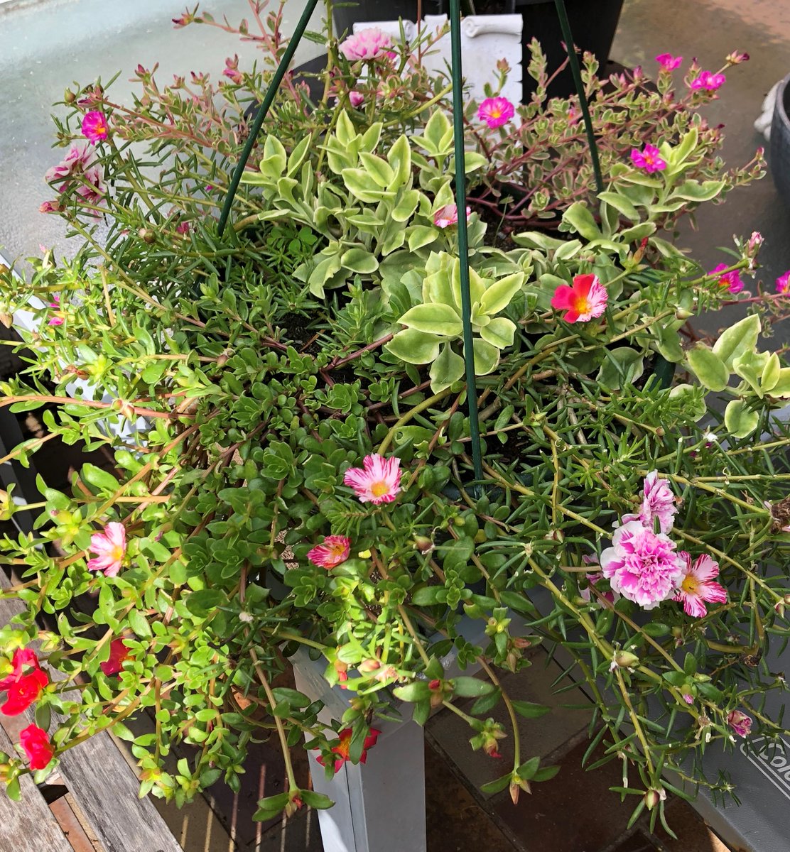 ultamadness's tweet photo. a flower in my pot has developed a split personality :) https://t.co/fxXcsRZM9A