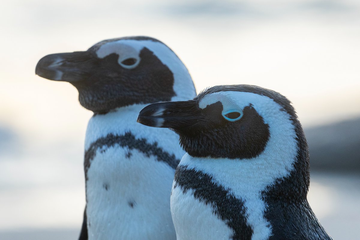 Happy #WorldPenguinDay! 🐧 The iconic #AfricanPenguin needs our help 🩵 With only 10 000 breeding pairs in South Africa and 4 000 breeding pairs in Namibia, these are the lowest numbers ever recorded. The time for action is #NOOW. #twooceansaquarium 📸: Steve Benjamin