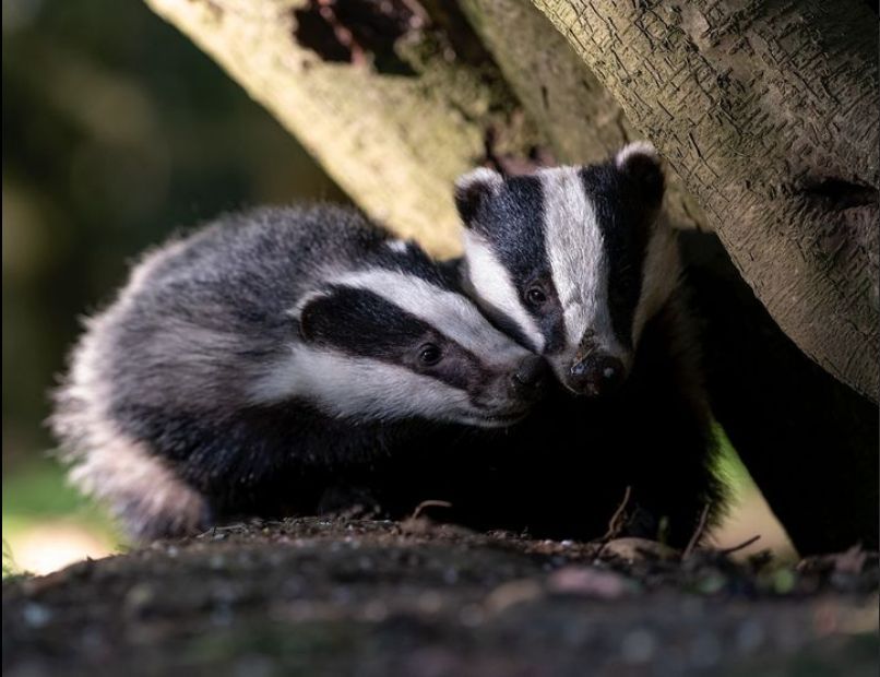 Did you know you're taking part in #CitizenScience every time you report a crime against badgers to us? You can report any crimes or suspicious incidents here: buff.ly/2Z1qzuR Your help saves badgers and their setts. Thank you 📸 Lewis Newgram