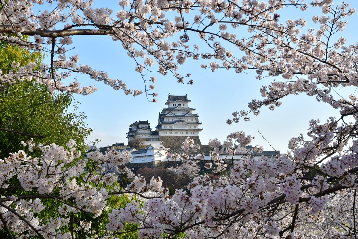 🏯 国宝姫路城 🌸 Nikon D850 📷
#国宝姫路城 #姫路城