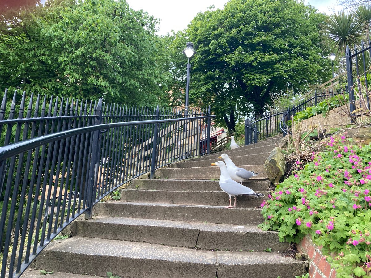 #ThursdayThoughts #thursdaymorning #thursdayvibes #Scarborough 🌊 The three musketeers 😯 🦢 Three gulls on the steps on my run today 👍 Have a good day, everyone 👍