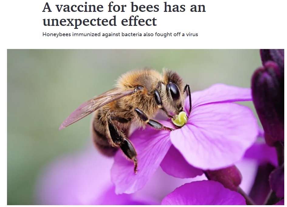 Nu jau vakcinējam arī bites 😁💉🐝
sciencenews.org/article/honeyb…