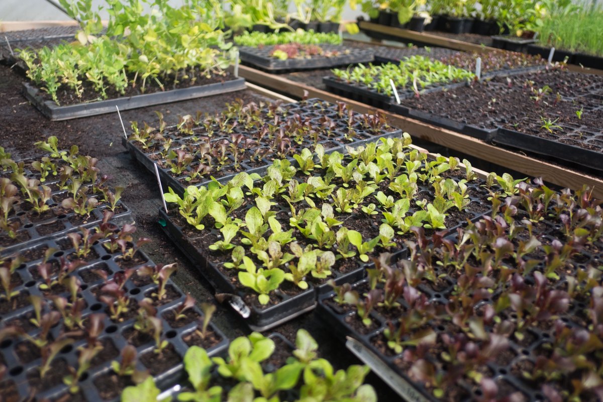 🌱PROPAGATION SKILLS FOR MARKET GARDENING, 13th May 2024, w/ LWA members Kirstin and Iain @littletrochryfarm, Perthshire. 🪴 Join  for a hands-on introduction to a range of propagation techniques for market gardening. 🎟️ tickettailor.com/events/lwa/123…