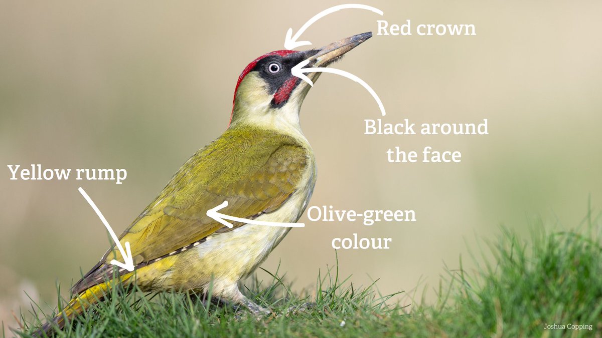 There are three species of British woodpecker - can you tell them apart? 🔍 wildlifetrusts.org/wildlife/how-i…