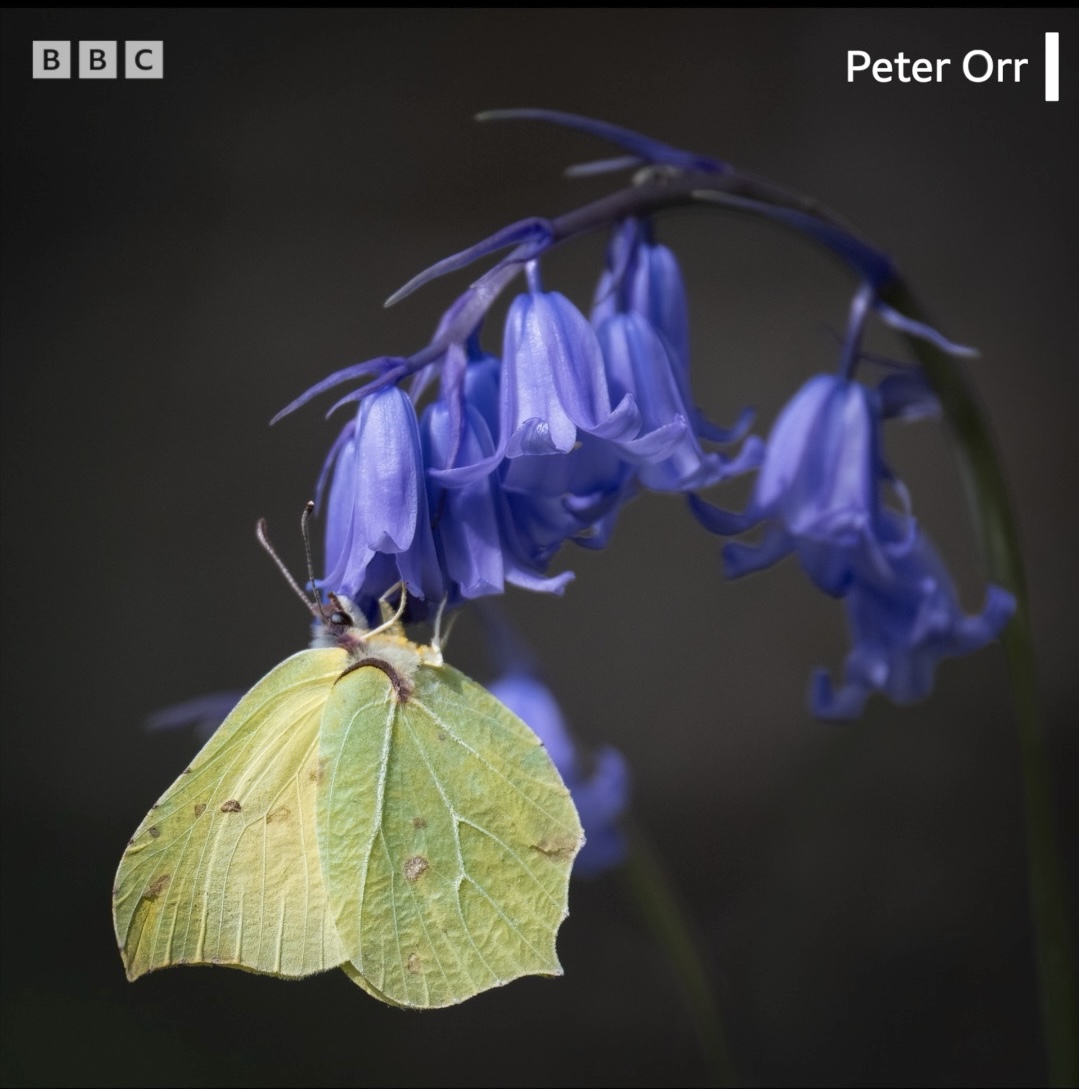 Bluebell and a brimstone butterfly in Shalbourne💜🦋 DM us your bluebell 📷 ⬇️