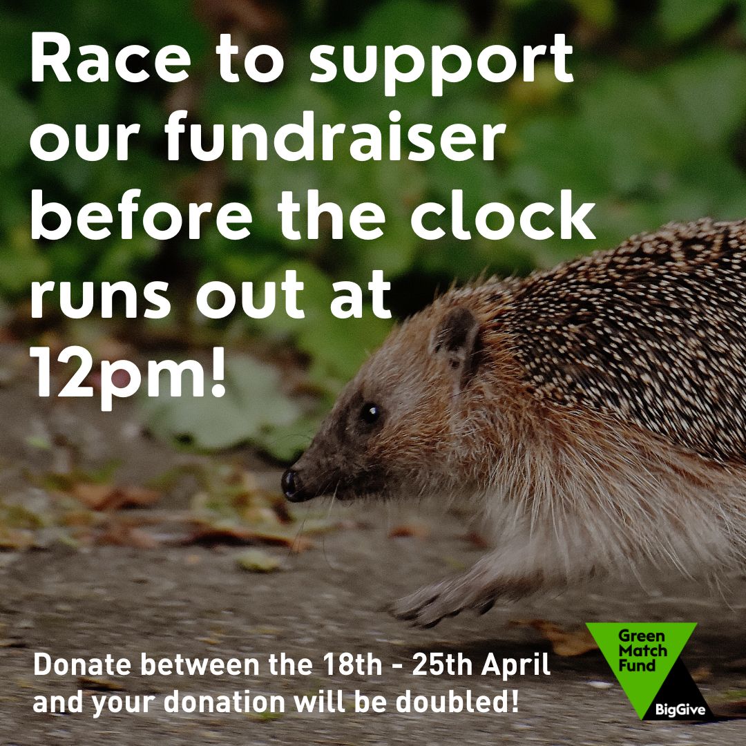Hurry! Only 5 hours left to donate to SOS-UK! Join us in empowering young climate and nature change-makers. 🔗Donate: tinyurl.com/4v8v43um