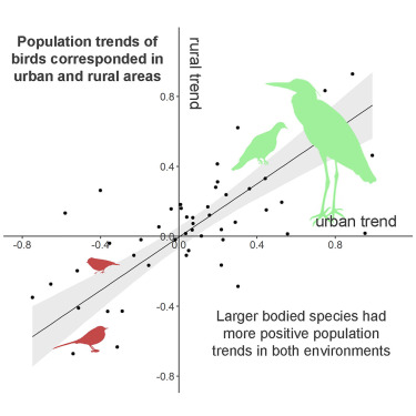 Long-term population trends of 48 urban bird species correspond between urban and rural areas | iScience | sciencedirect.com/science/articl… | #ornithology