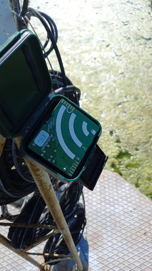 Sometimes, replacing the card and batteries of @AudioMoth recorders is not an easy task. One of the sampling points of the #BIRDeep project is placed in the middle of the Santa Olalla lagoon. Reaching there among mosquitoes and algae was an experience! @ictsdonana