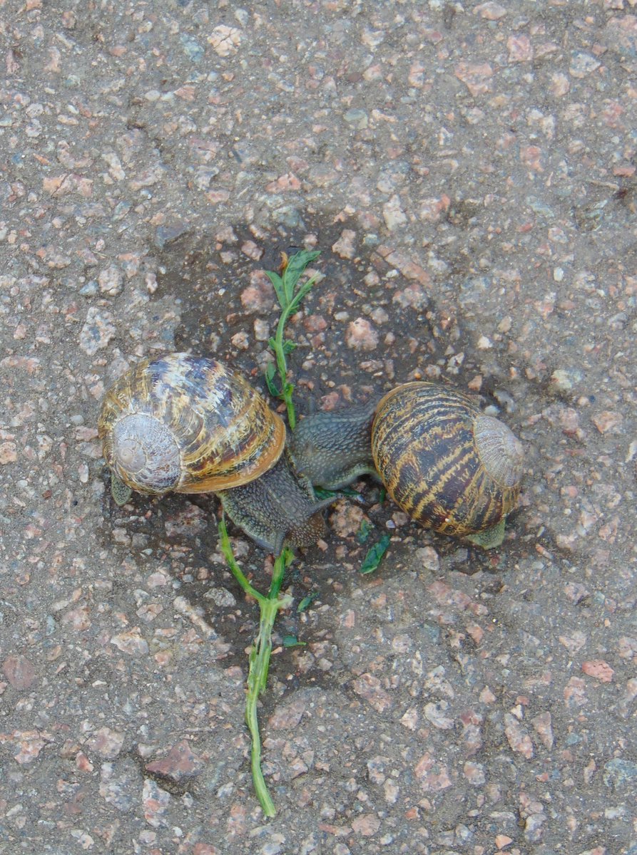 Feast or famine? On the way to Rampton on Tuesday. Woke up at 5.30 and did not get back to sleep. I hate the ageing process. Looking forward to next week's election. #theferrisfiles #metaphorsaplenty #ferrisphotos #mycottenham #Snails