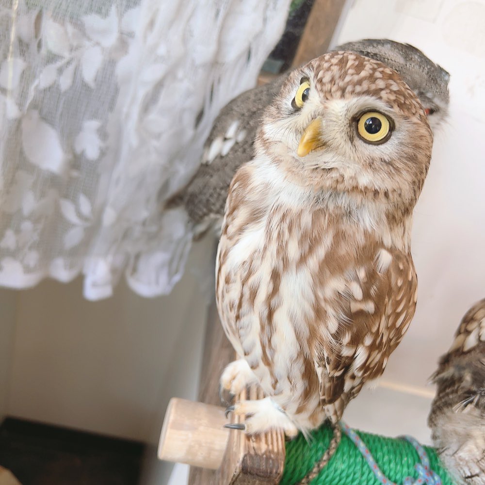 Owlvillage_H tweet picture