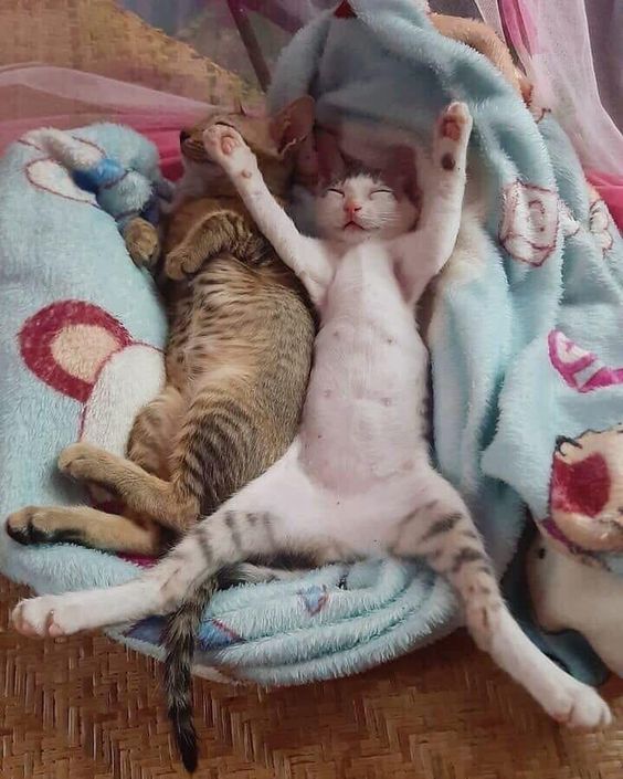 Punch Cat (@punchingcat) on Twitter photo 