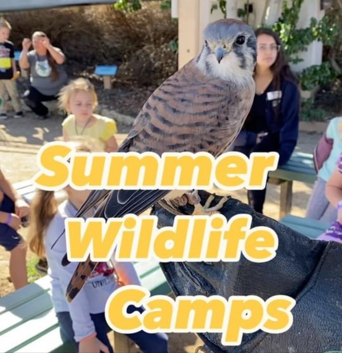 Get outdoors with <a href="/thelivingcoast/">The Living Coast</a> this summer at their Wildlife Day Camps!
 
Their campers spend their days exploring the wildlife refuge, meeting the animal ambassadors that call the Living Coast their home, and learning about nature and conservation!

#sandiego #summercamp