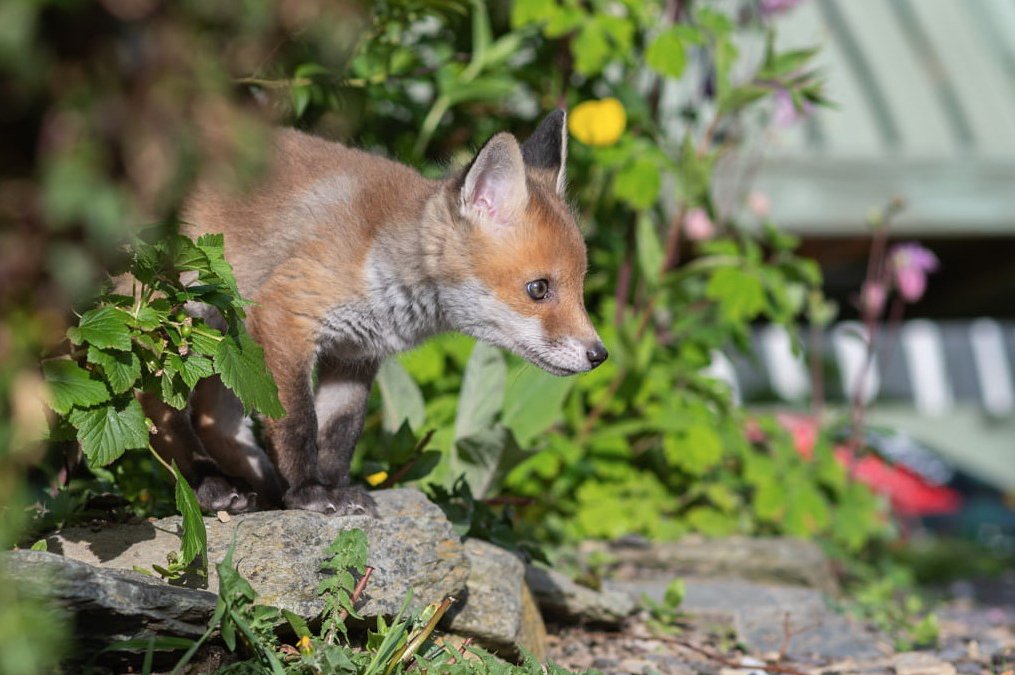 Looking for mischief, Charlie as a cub.
#FoxOfTheDay