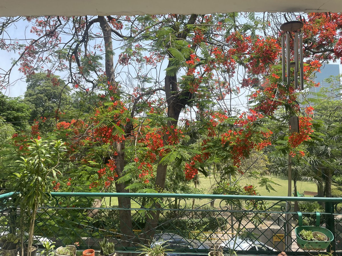 My favourite view ❤️ #Gulmohar #Home