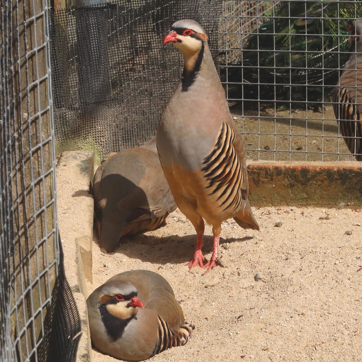 松江フォーゲルパーク tweet media