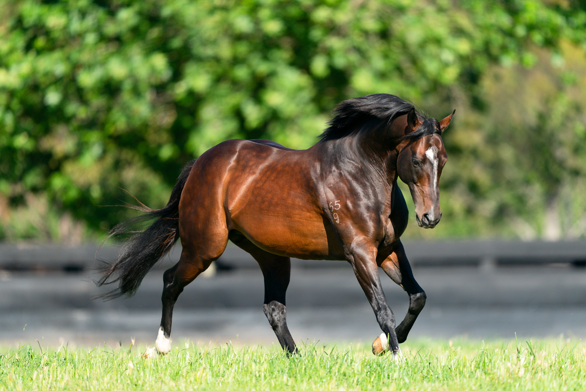 Dundeel celebrates his 3rd SW this month, his 28th career SW & his 6th 2YO SW as @mmsnippets graduate Epimeles (ex Apicius by Redoute's Choice) sweeps to victory in the @FlemingtonVRC ANZAC Day S. LR for @busuttin. #therealdeel